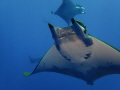   Mobula Princess Alice Seamount  